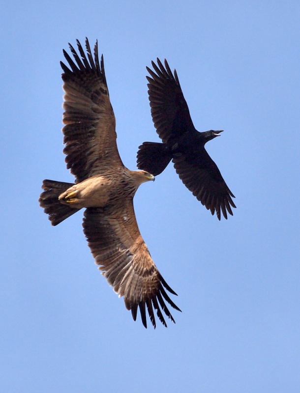 Şah Kartal