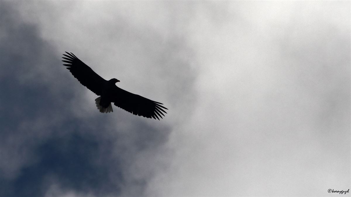 Akkuyruklu Kartal