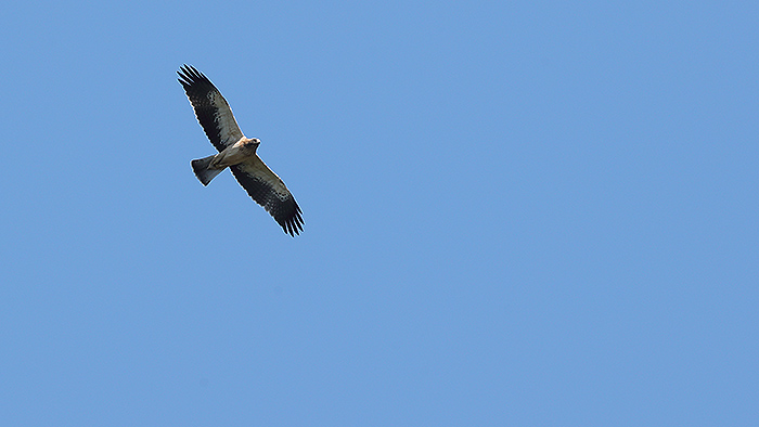 Küçük Kartal