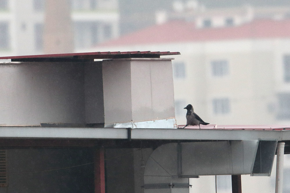 Leş Kargası