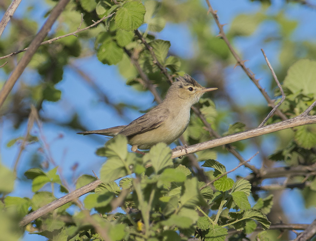 Ak Mukallit