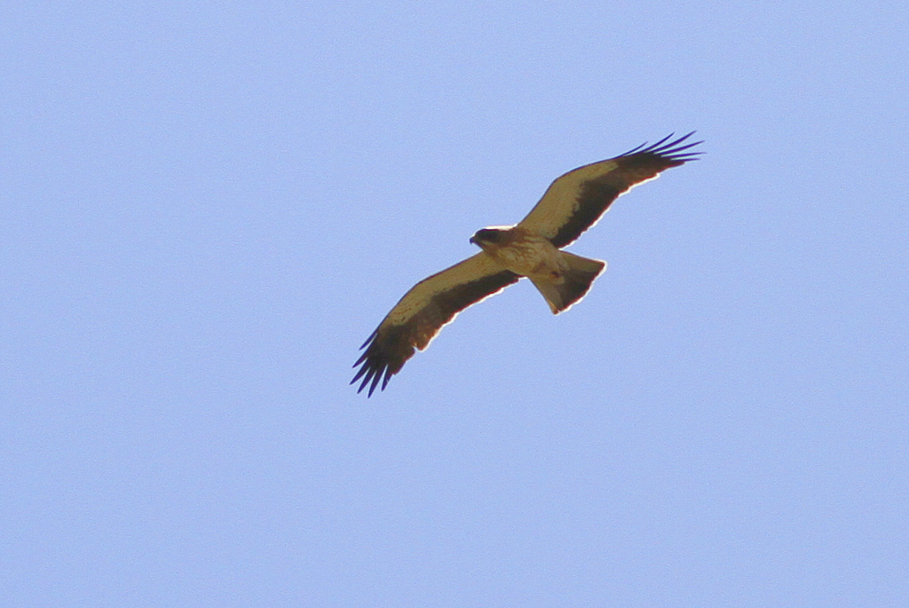 Küçük Kartal