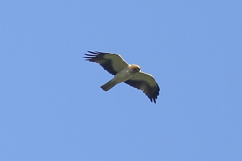 Küçük Kartal