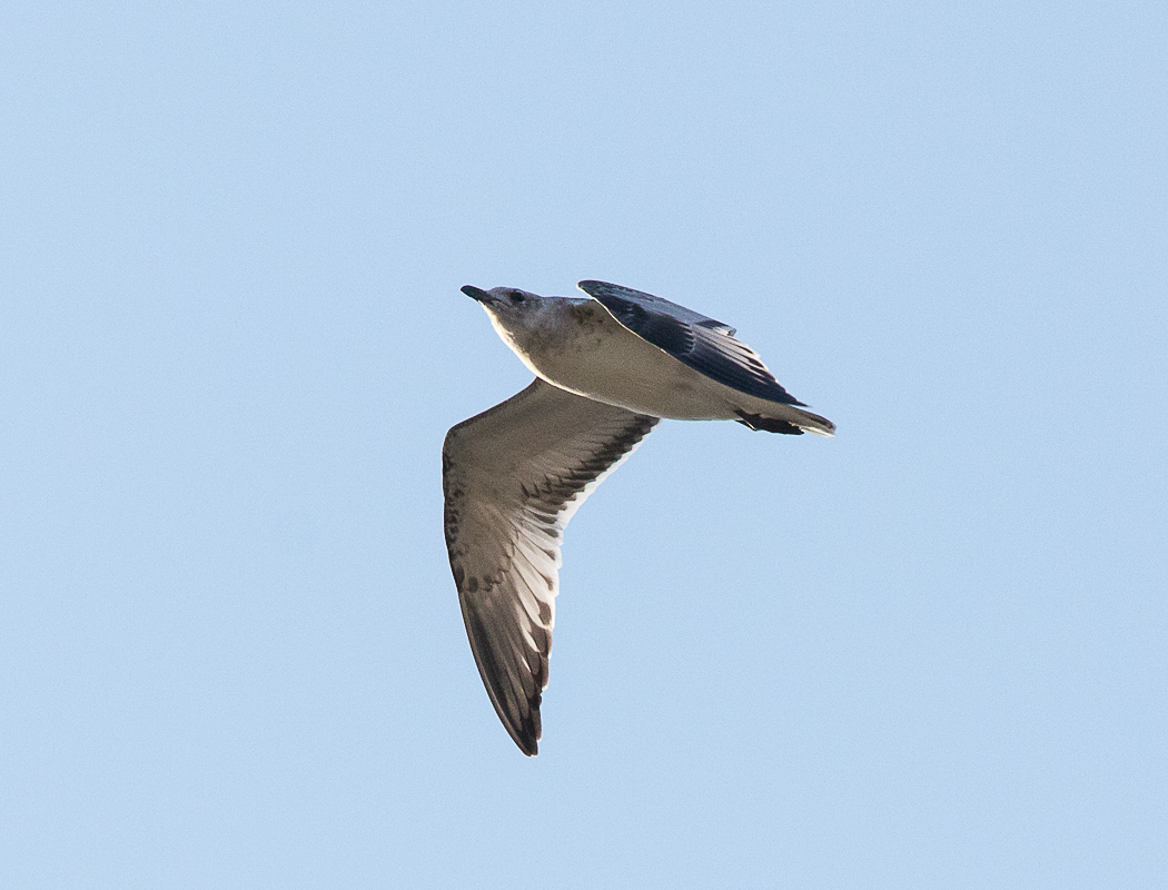 Karaayaklı Martı
