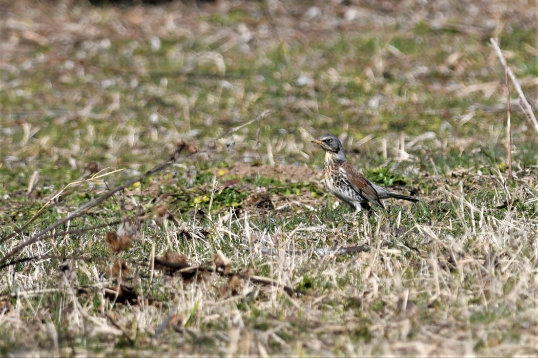 Tarla Ardıcı