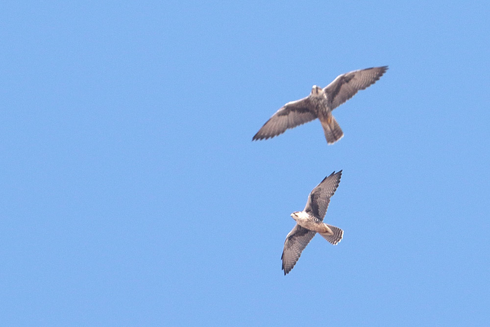 Bıyıklı Doğan