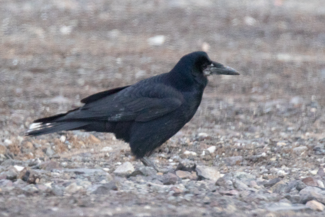 Ekin Kargası