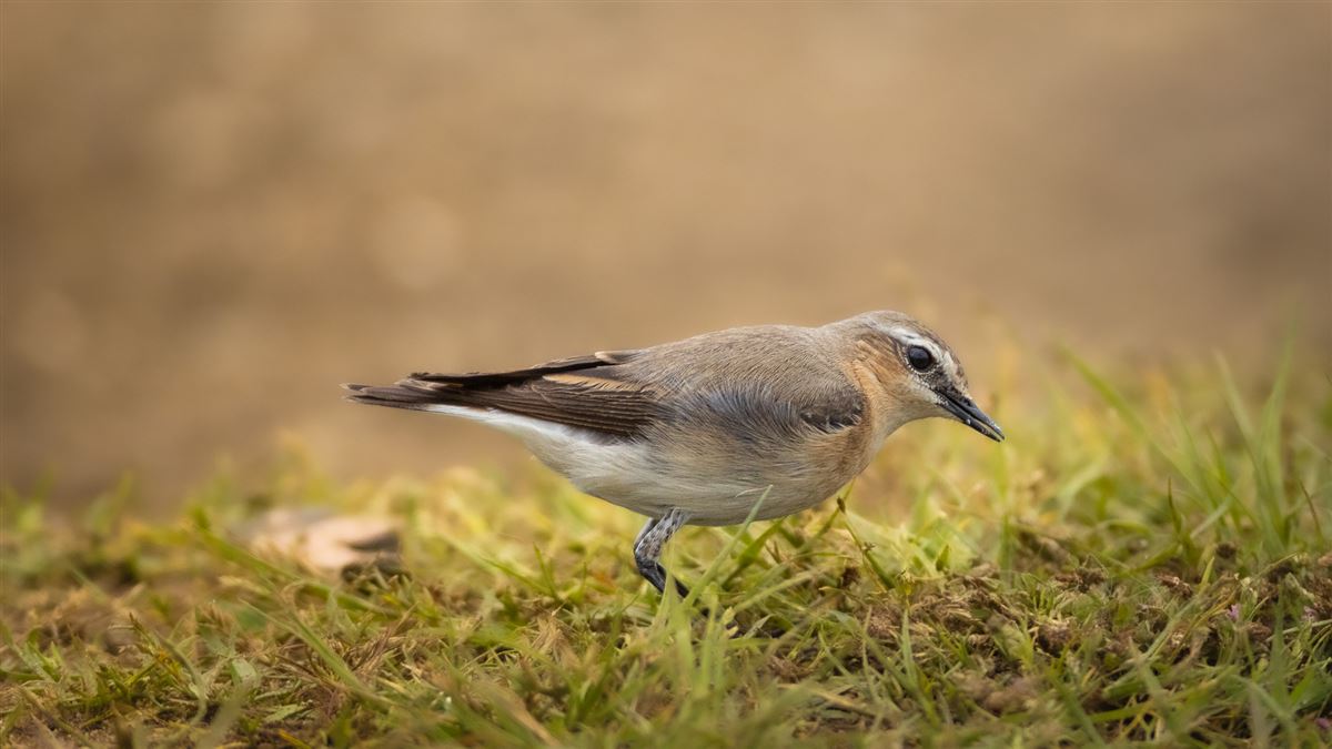 Kuyrukkakan