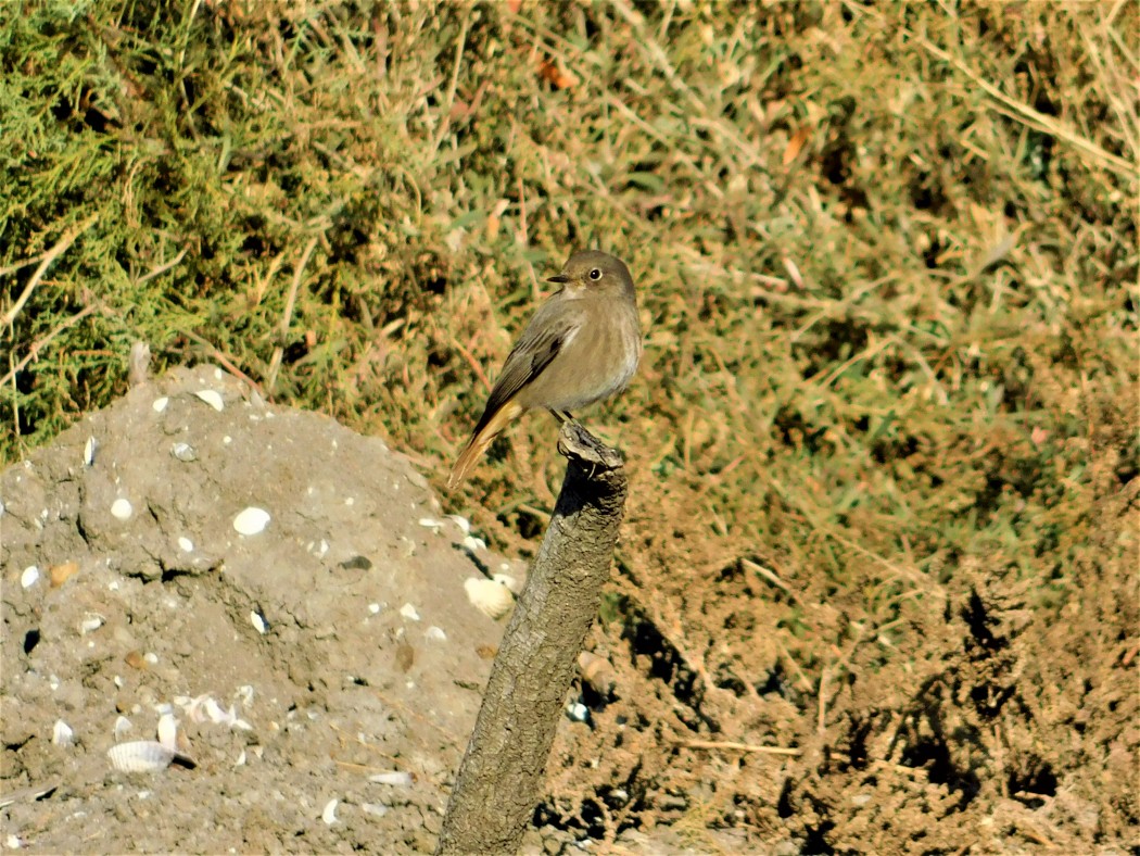 Kara Kızılkuyruk