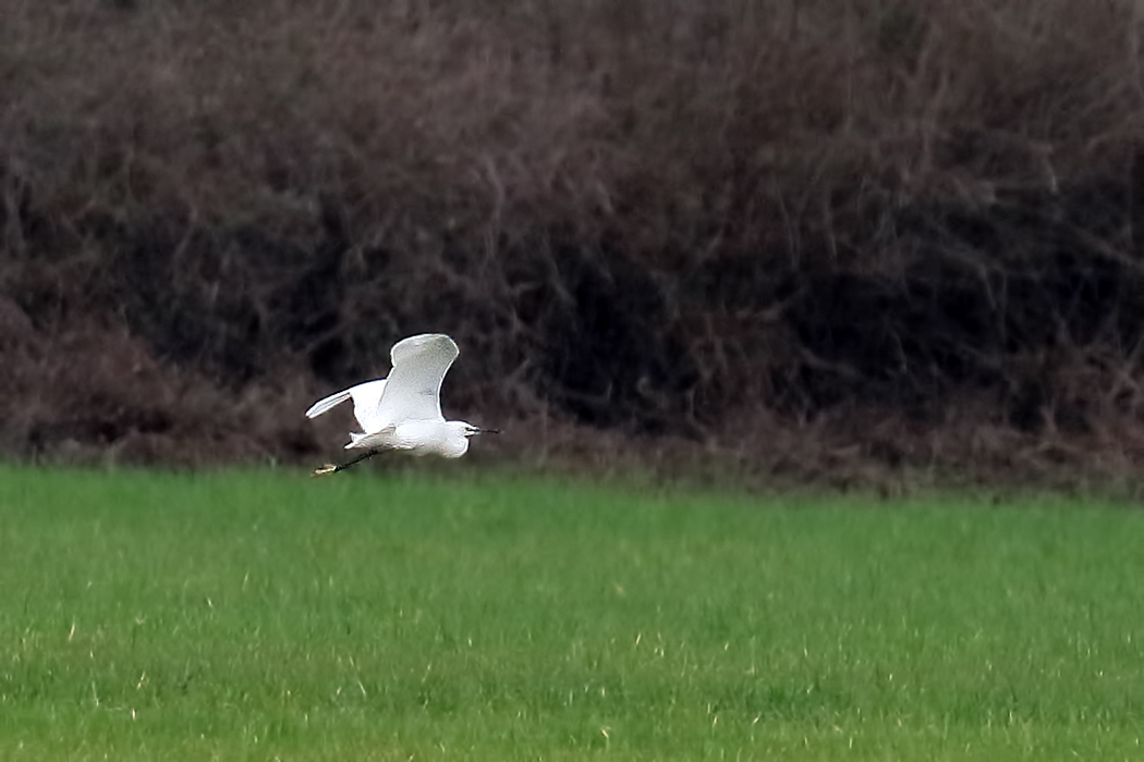 Küçük Ak Balıkçıl