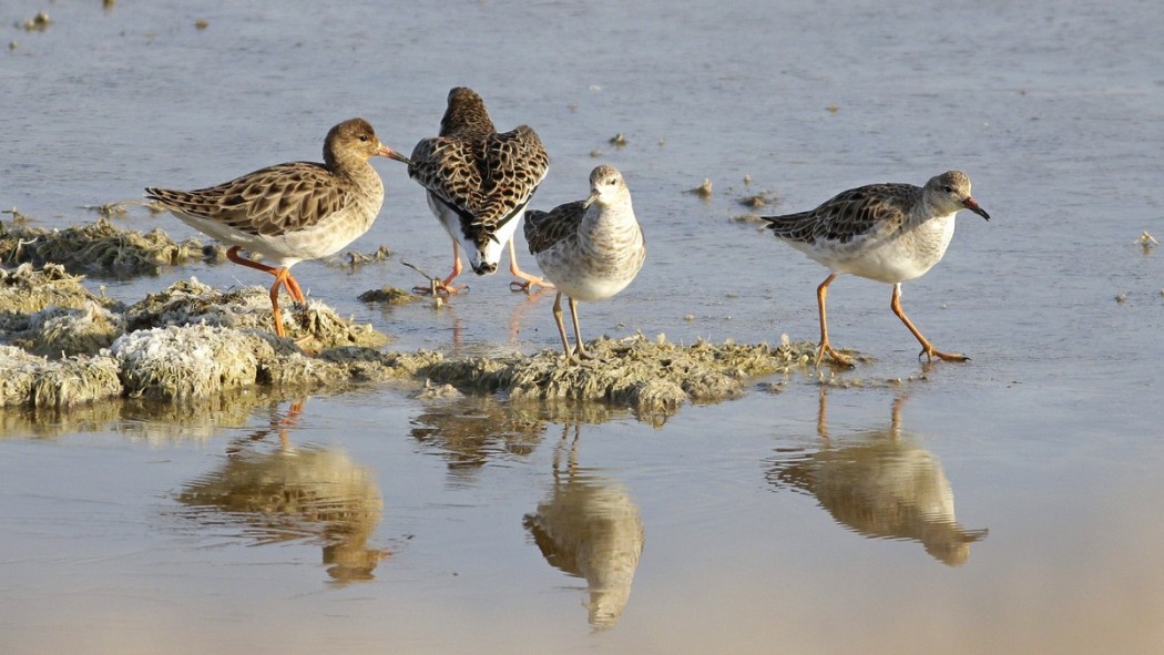 Dövüşkenkuş