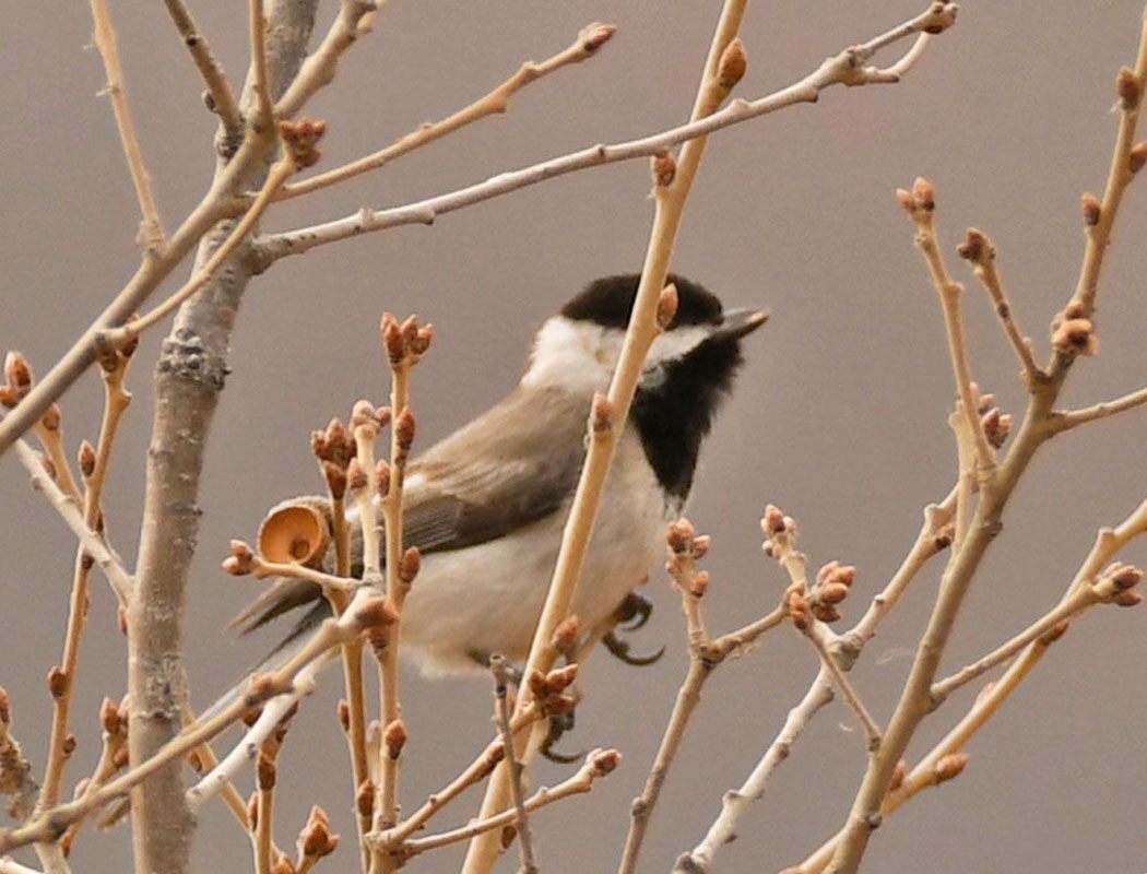 Akyanaklı Baştankara
