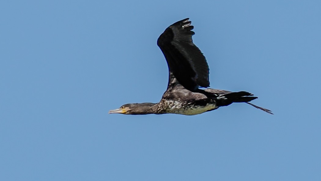 Karabatak