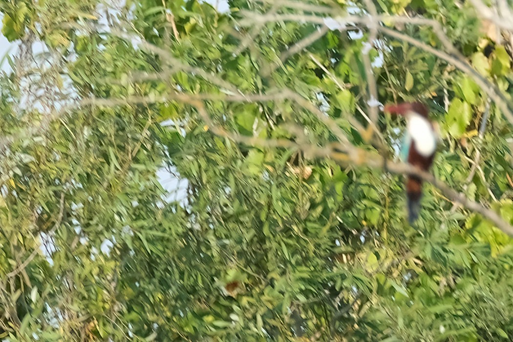 İzmir Yalıçapkını