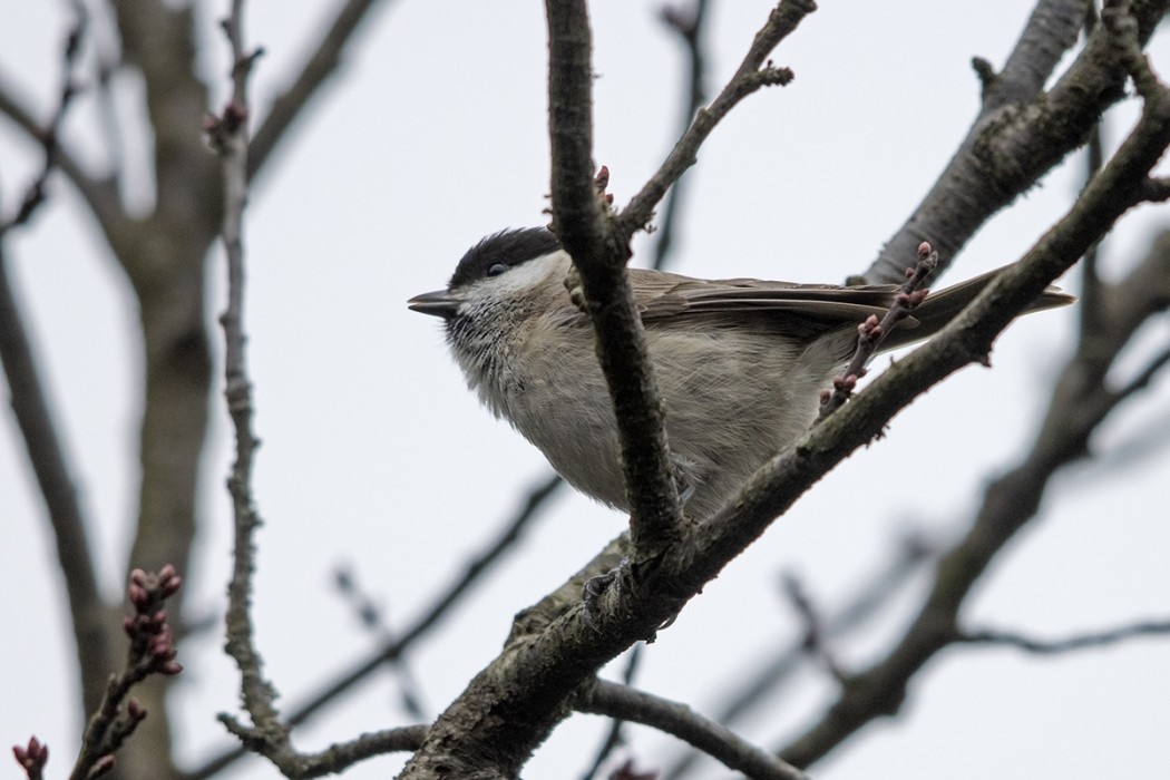 Kayın Baştankarası