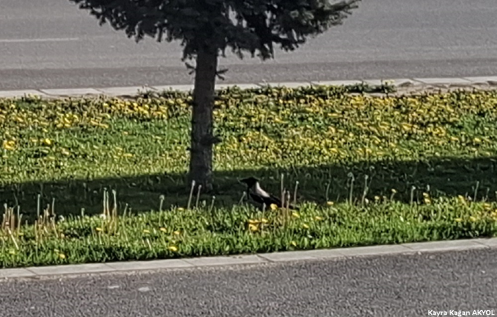 Leş Kargası