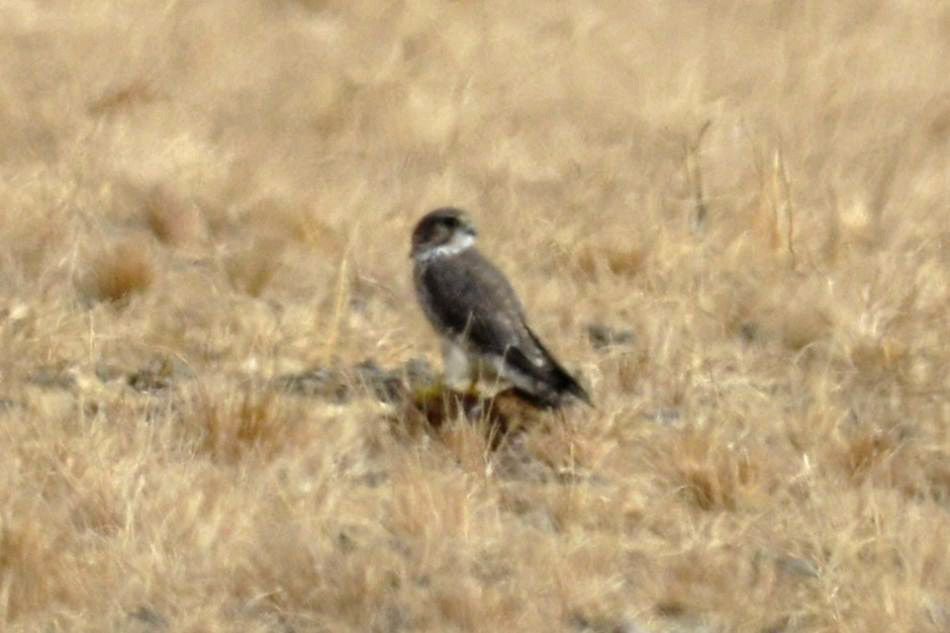 Boz Doğan