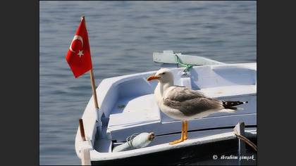 Gümüş Martı