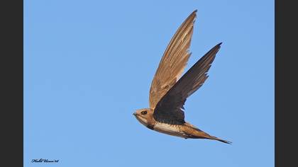 Akkarınlı Ebabil