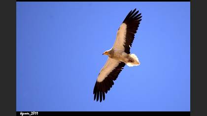 Küçük Akbaba