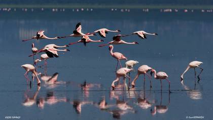 Küçük Flamingo