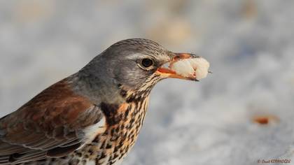 Tarla Ardıcı