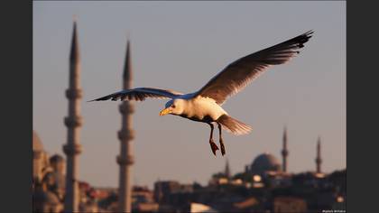 Gümüş Martı