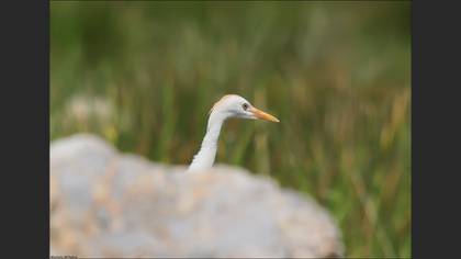 Sığır Balıkçılı