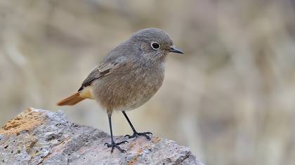 Kara Kızılkuyruk