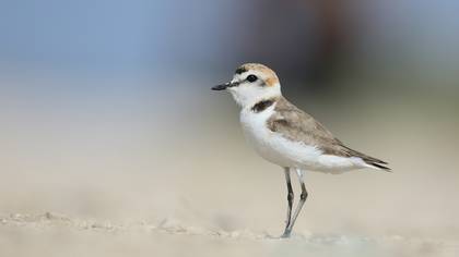 Akça Cılıbıt