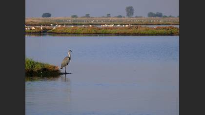 Gri Balıkçıl