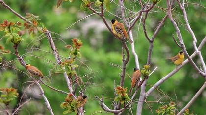 Karabaşlı Kirazkuşu