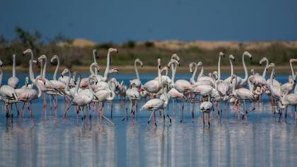 Flamingo