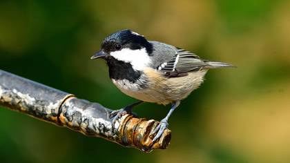 Çam Baştankarası