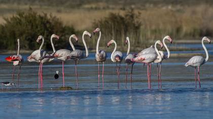 Flamingo