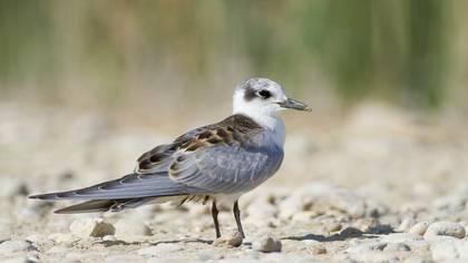 Bıyıklı Sumru