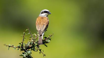 Kızılsırtlı Örümcekkuşu