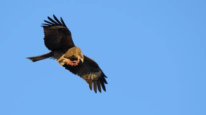 Kara Çaylak