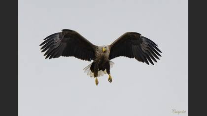 Akkuyruklu Kartal