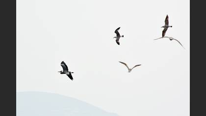 Gri Balıkçıl