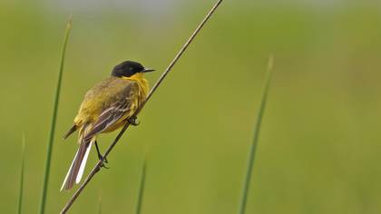 Sarı Kuyruksallayan