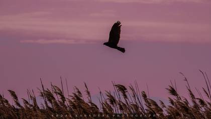 Saz Delicesi