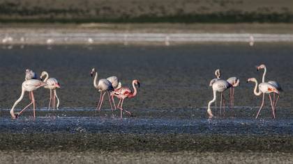 Küçük Flamingo