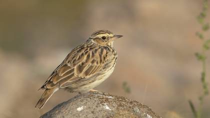 Orman Toygarı