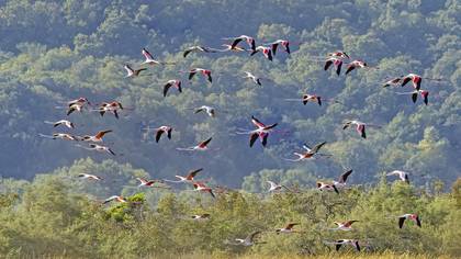 Flamingo