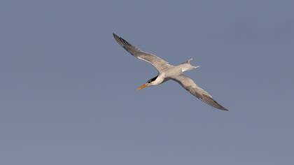 Tepeli Sumru