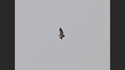 Kızıl Akbaba