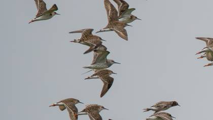 Benekli Kumkuşu