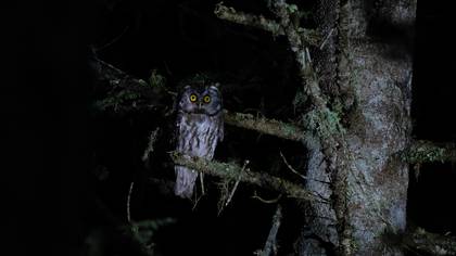 Paçalı Baykuş