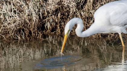 Büyük Ak Balıkçıl